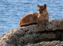 A young puma on a lakeshore in Chilean Patagonia. Photo by Donna Pyle